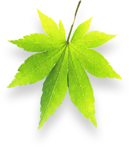 leaf