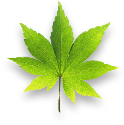 leaf
