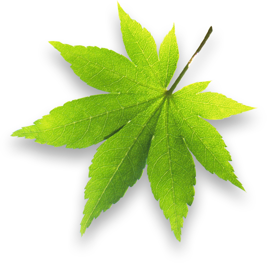 leaf